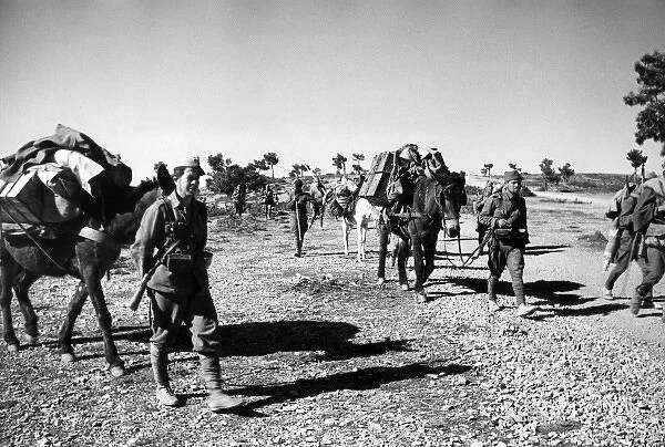 Ammunition supplies by donkey, North Africa, WW1