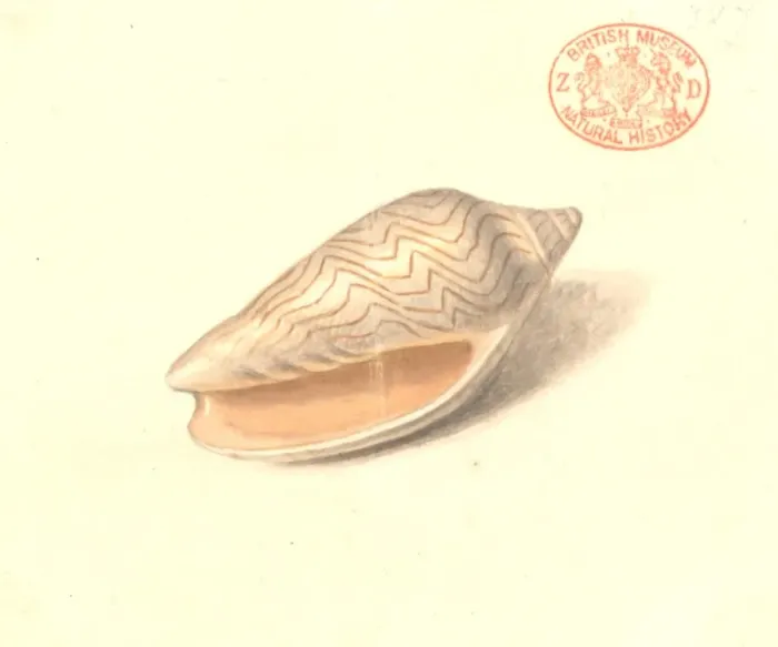 Framed Print : Amoria undulata, wavy volute Framed Print : Amoria undulata, wavy volute