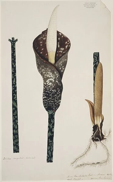 Amorphophallus muelleri