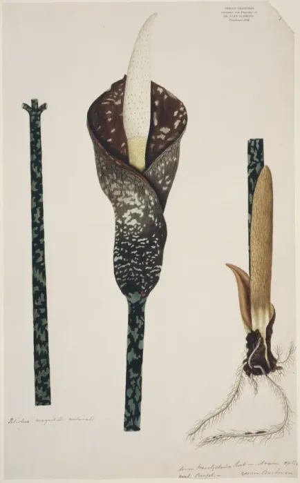 Framed Print : Amorphophallus muelleri Framed Print : Amorphophallus muelleri