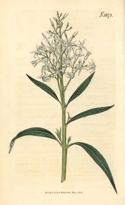 Framed Print : Amsonia tabernaemontana var. salicifolia Framed Print : Amsonia tabernaemontana var. salicifolia