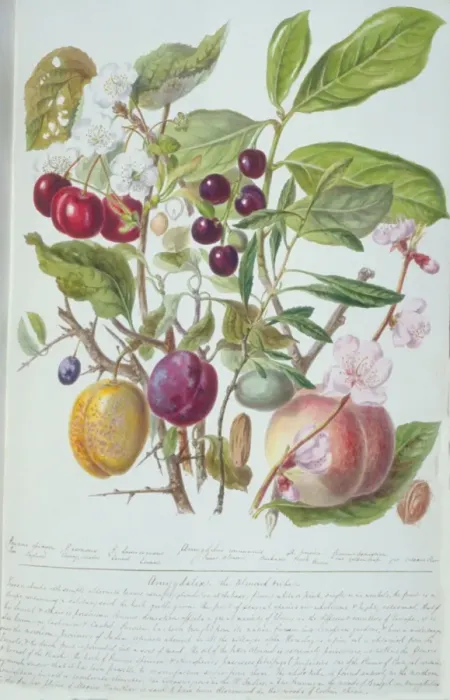 Framed Print : Amygdalus sp. almond Framed Print : Amygdalus sp. almond