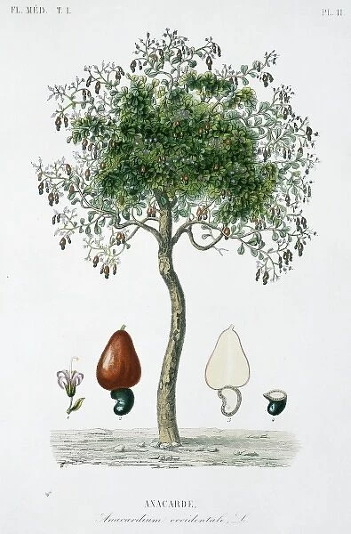 Anacardium occidentale L. cashew apple