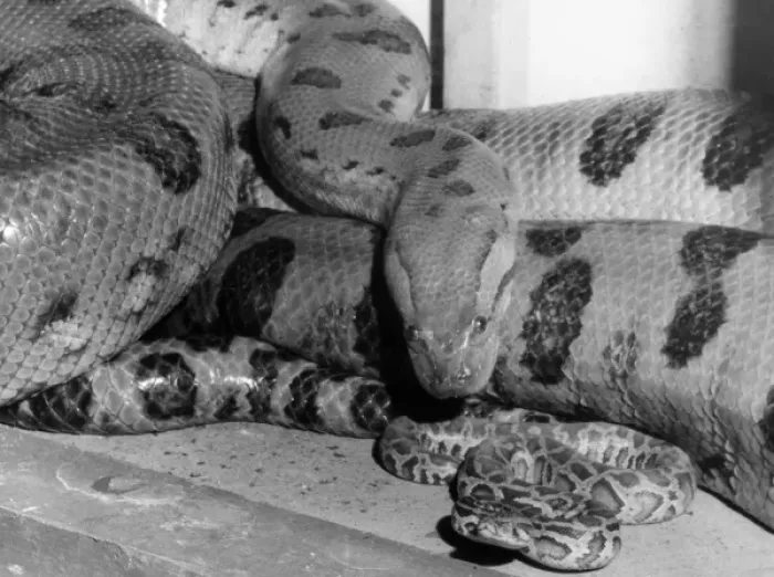 Framed Print : ANACONDA. An Anaconda, an aquatic boa snake, which can be found in the Framed Print : ANACONDA. An Anaconda, an aquatic boa snake, which can be found in the