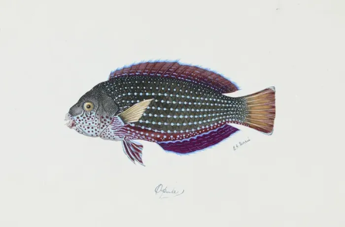 Framed Print : Anampses cuvier, pearl wrasse Framed Print : Anampses cuvier, pearl wrasse