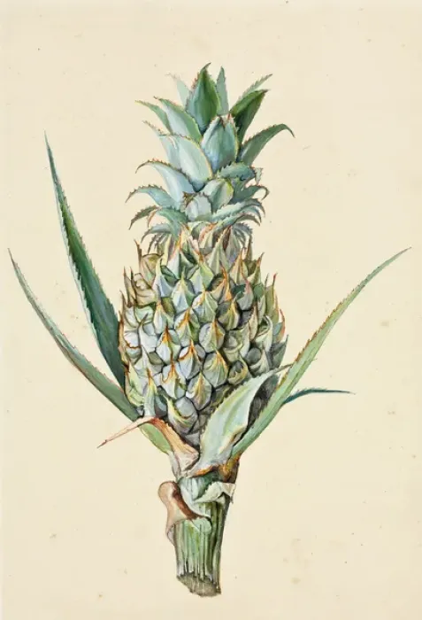 Framed Print : Ananas comosus, Pineapple Framed Print : Ananas comosus, Pineapple