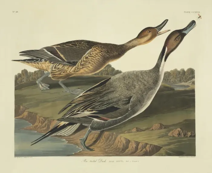 Framed Print : Anas acuta, northern pintail