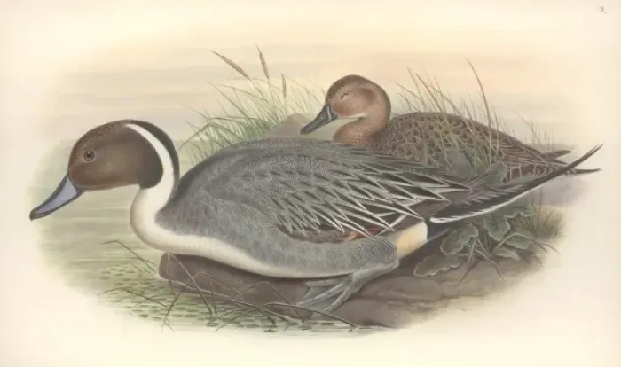 Framed Print : Anas acuta, northern pintail Framed Print : Anas acuta, northern pintail