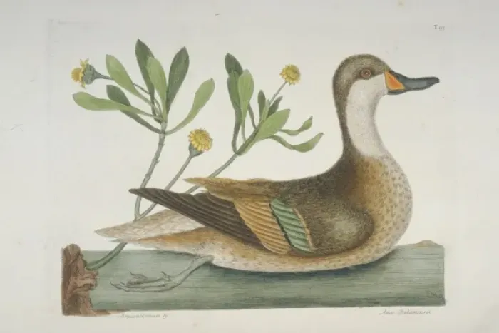 Framed Print : Anas bahamensis, white-cheeked pintail