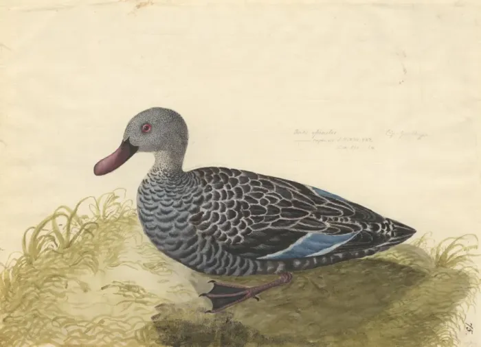 Framed Print : Anas capensis, Cape teal Framed Print : Anas capensis, Cape teal