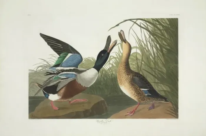 Framed Print : Anas clypeata, northern shoveler Framed Print : Anas clypeata, northern shoveler