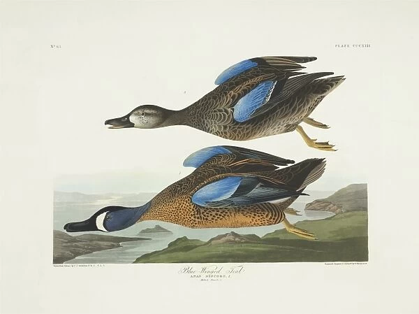 Anas discors, blue-winged teal