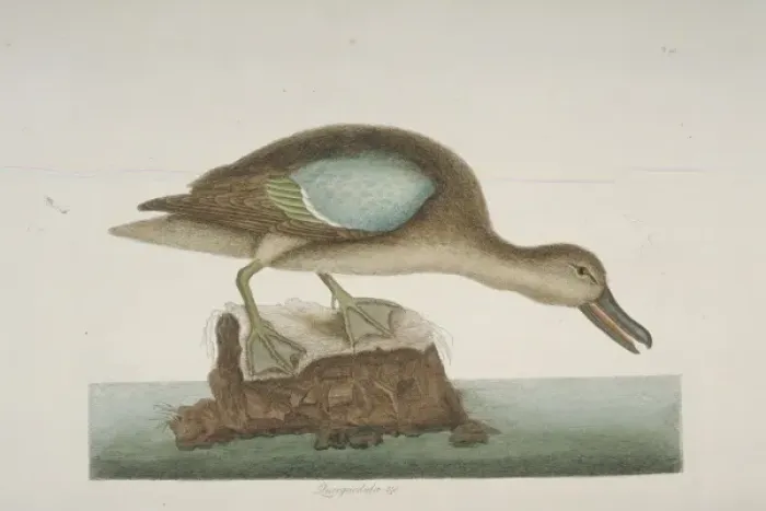 Framed Print : Anas discors, blue-winged teal Framed Print : Anas discors, blue-winged teal