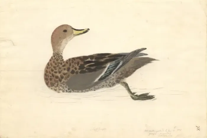 Framed Print : Anas georgica, yellow-billed pintail Framed Print : Anas georgica, yellow-billed pintail
