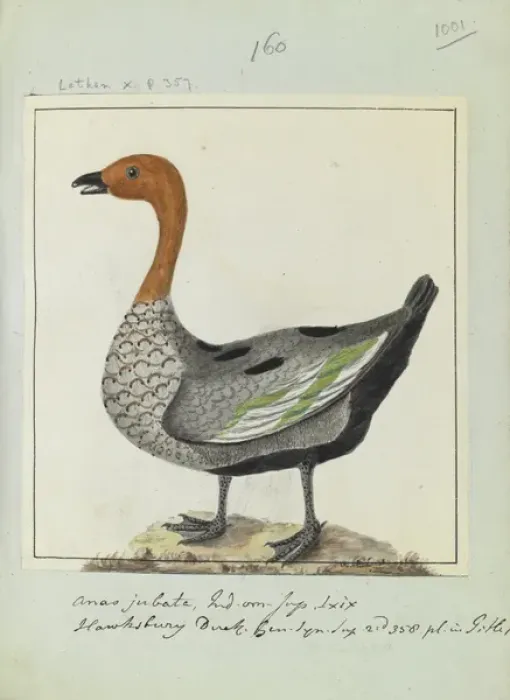 Framed Print : Anas jubata, Latham Collection Vol. 6, f. 1001 Framed Print : Anas jubata, Latham Collection Vol. 6, f. 1001
