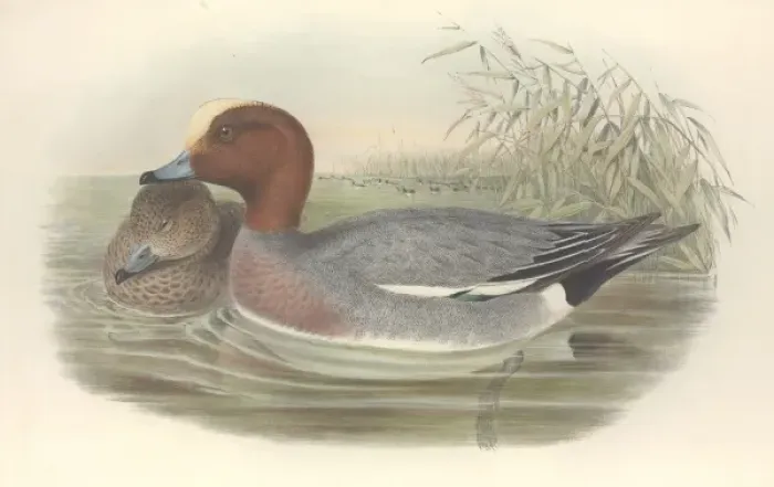 Framed Print : Anas penelope, Eurasian widgeon Framed Print : Anas penelope, Eurasian widgeon