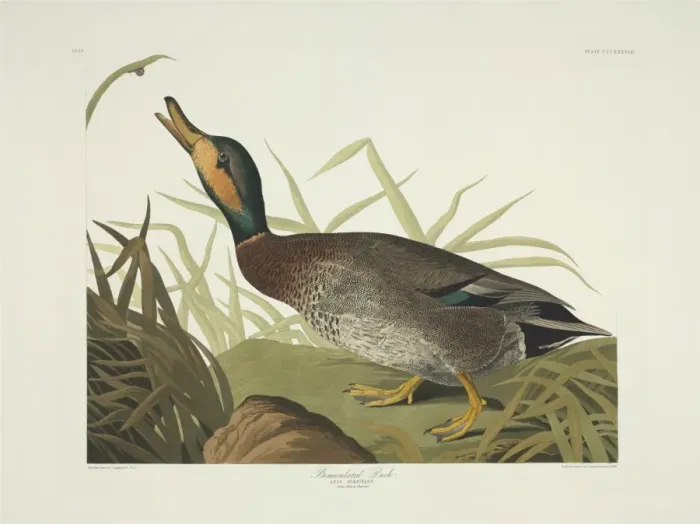 Framed Print : Anas platyrhynchos x strepera, hybrid mallard x gadwall Framed Print : Anas platyrhynchos x strepera, hybrid mallard x gadwall