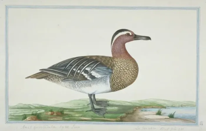 Framed Print : Anas querquedula, garganey Framed Print : Anas querquedula, garganey