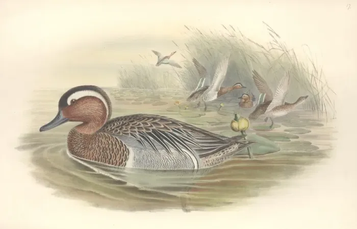 Framed Print : Anas querquedula, garganey Framed Print : Anas querquedula, garganey