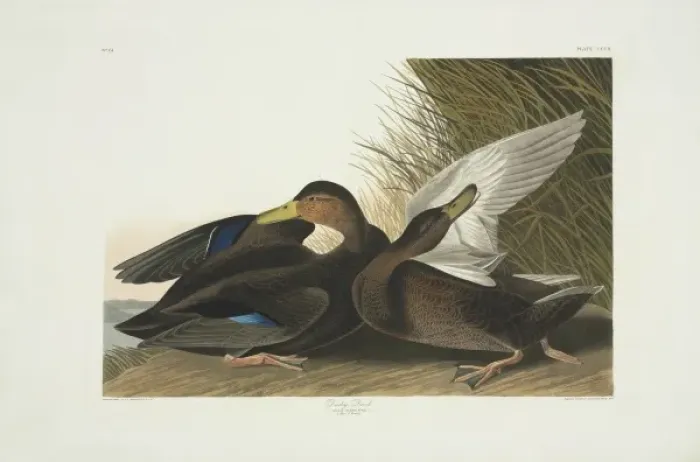Framed Print : Anas rubripes, American black duck Framed Print : Anas rubripes, American black duck