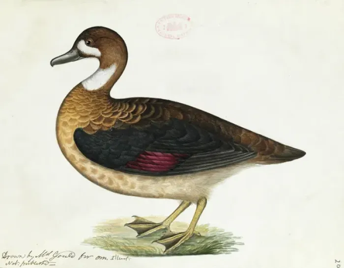 Framed Print : Anas specularis, Bronze-winged duck Framed Print : Anas specularis, Bronze-winged duck