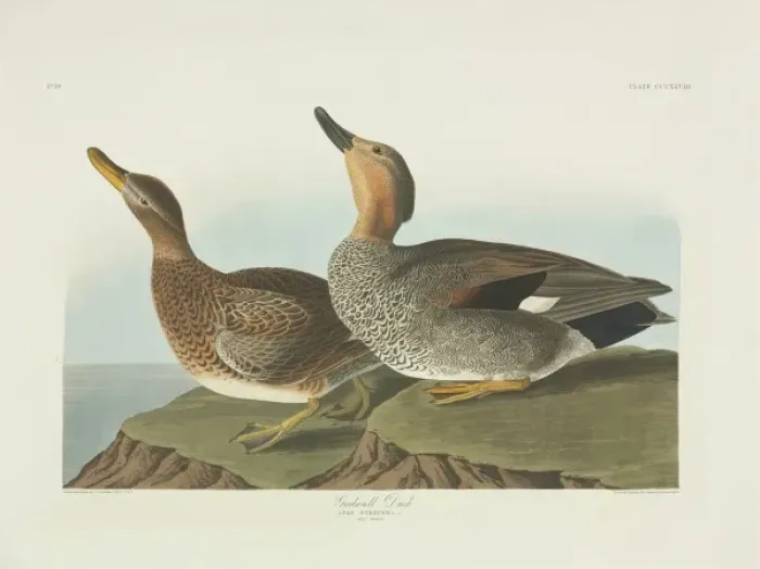 Framed Print : Anas strepera, gadwall Framed Print : Anas strepera, gadwall