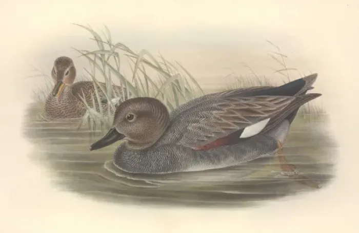Framed Print : Anas strepera, gadwall Framed Print : Anas strepera, gadwall