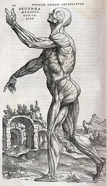 Anatomical drawing of musculature, side view