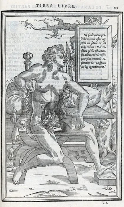 Framed Print : Anatomical drawings; dissection Framed Print : Anatomical drawings; dissection