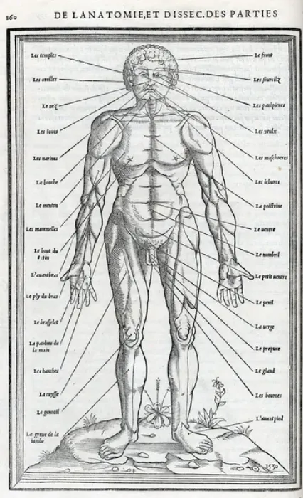 Framed Print : Anatomical drawings; dissection Framed Print : Anatomical drawings; dissection