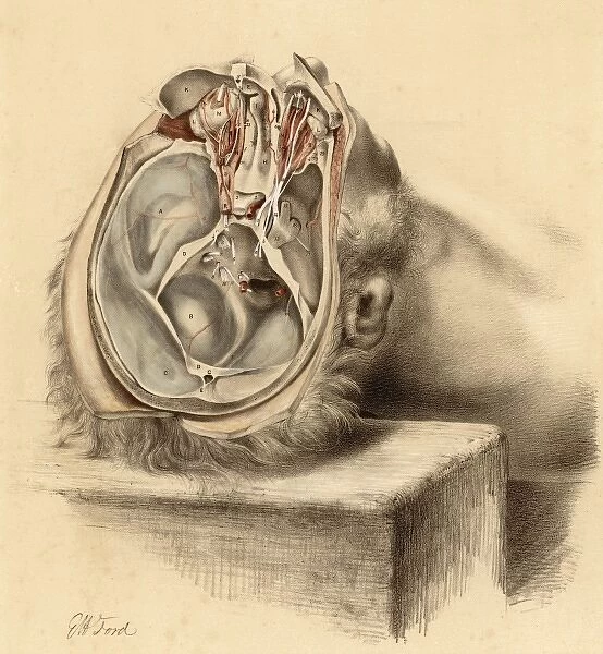 Anatomy  /  Base of Skull