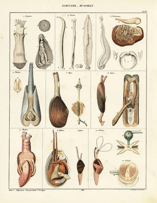 Framed Print : Anatomy of bivalve molluscs Framed Print : Anatomy of bivalve molluscs