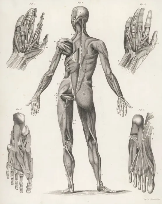 Framed Print : Anatomy / Whole Body Framed Print : Anatomy / Whole Body