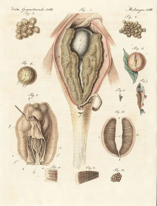 Framed Print : Anatomy of the generation of the carp and mussel Framed Print : Anatomy of the generation of the carp and mussel