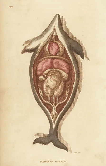 Framed Print : Anatomy of a harbour porpoise, Phocoena phocoena Framed Print : Anatomy of a harbour porpoise, Phocoena phocoena