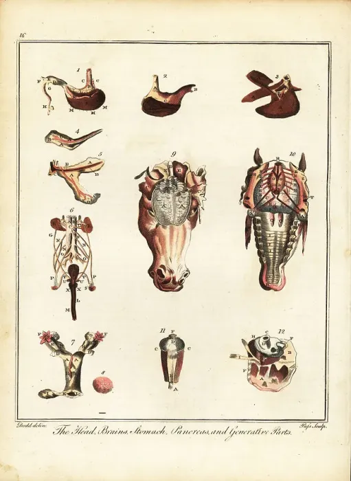 Framed Print : Anatomy of a horse