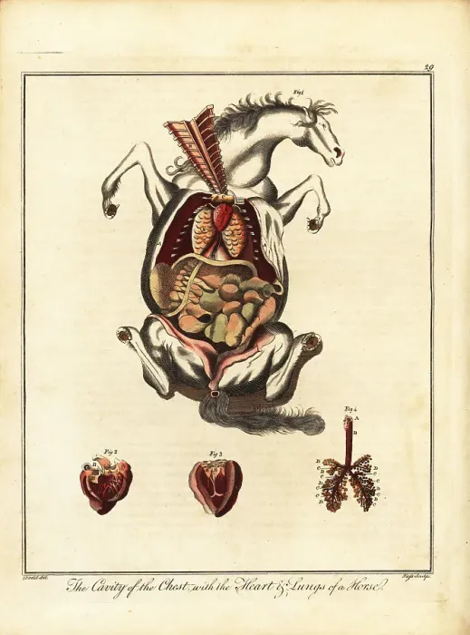 Framed Print : Anatomy of a horse