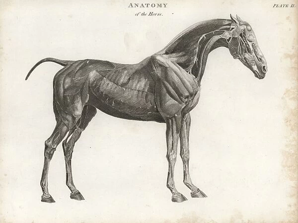Anatomy of the horse: musculature