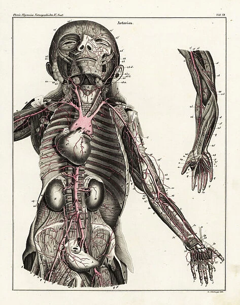 Anatomy of the human arterial system in the upper torso