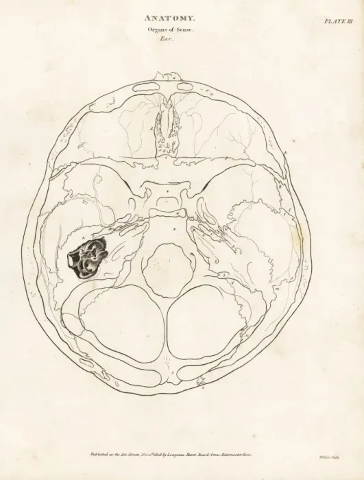 Framed Print : Anatomy of the human ear Framed Print : Anatomy of the human ear