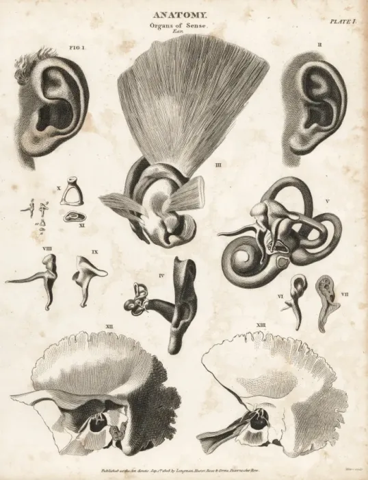 Framed Print : Anatomy of the human ear Framed Print : Anatomy of the human ear