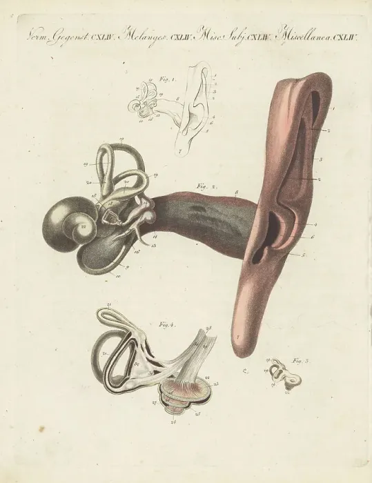 Framed Print : Anatomy of the human ear, the organ of hearing Framed Print : Anatomy of the human ear, the organ of hearing