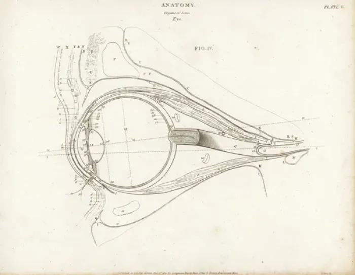 Framed Print : Anatomy of the human eye Framed Print : Anatomy of the human eye