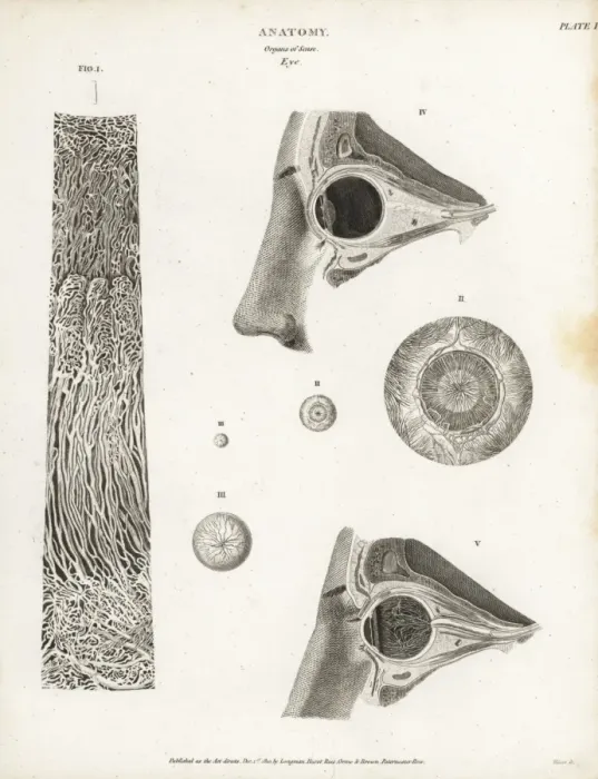 Framed Print : Anatomy of the human eye Framed Print : Anatomy of the human eye
