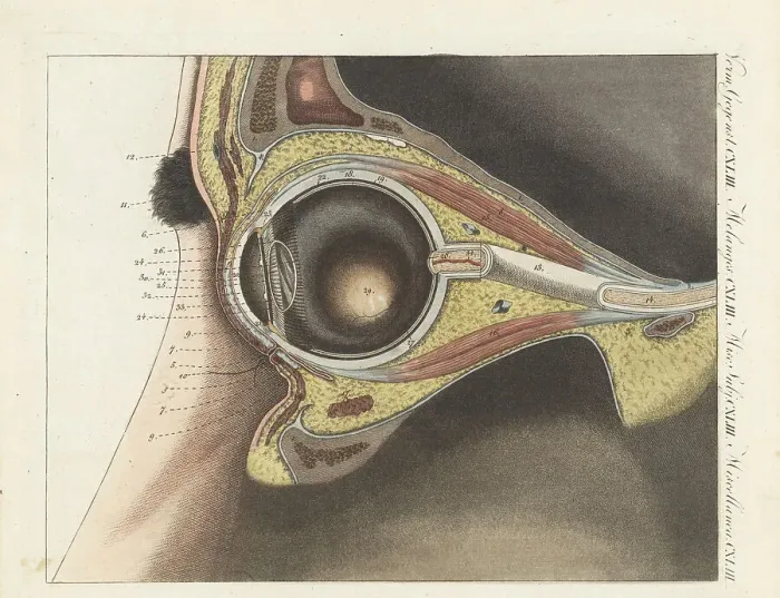 Framed Print : Anatomy of the human eye Framed Print : Anatomy of the human eye