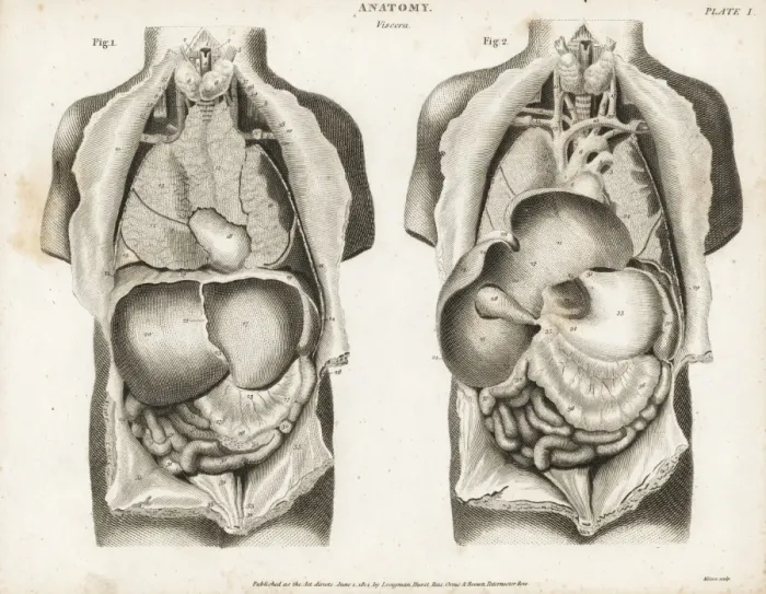 Framed Print : Anatomy of human internal organs Framed Print : Anatomy of human internal organs