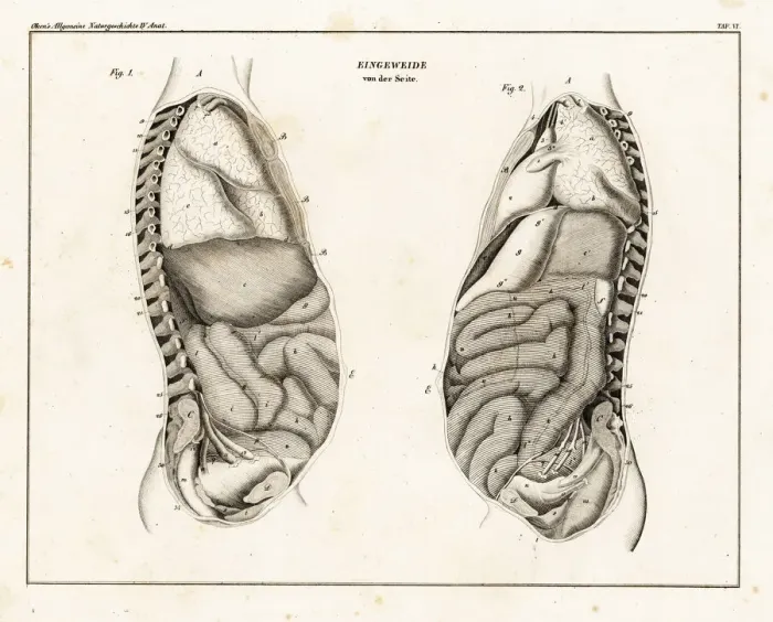 Framed Print : Anatomy of human intestines from the side Framed Print : Anatomy of human intestines from the side
