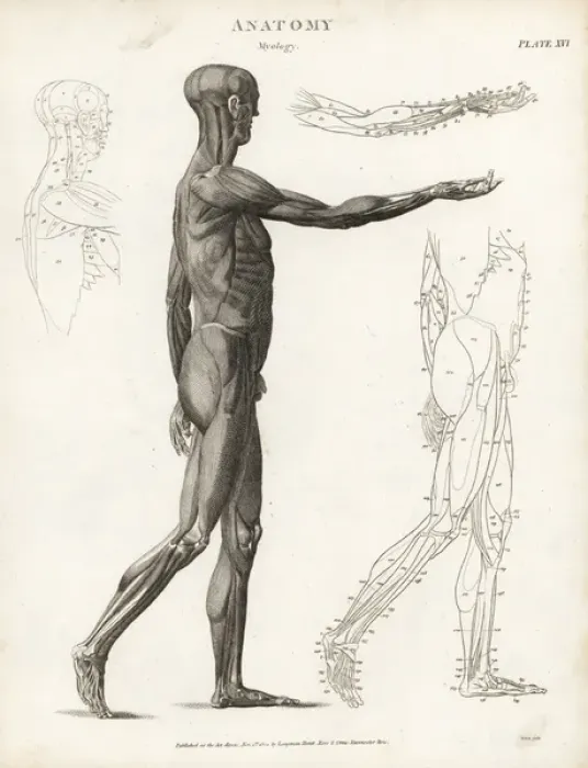Framed Print : Anatomy of human musculature Framed Print : Anatomy of human musculature