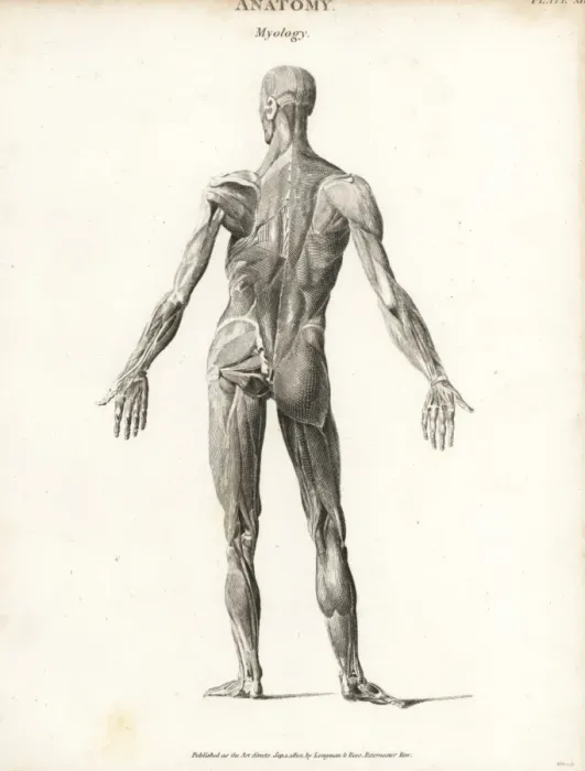 Framed Print : Anatomy of human musculature Framed Print : Anatomy of human musculature