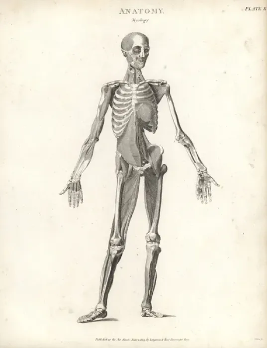 Framed Print : Anatomy of human musculature Framed Print : Anatomy of human musculature